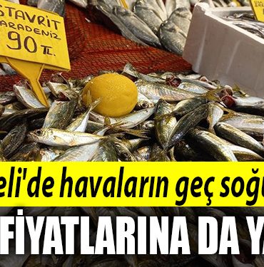 kocaeli balik fiyatlari