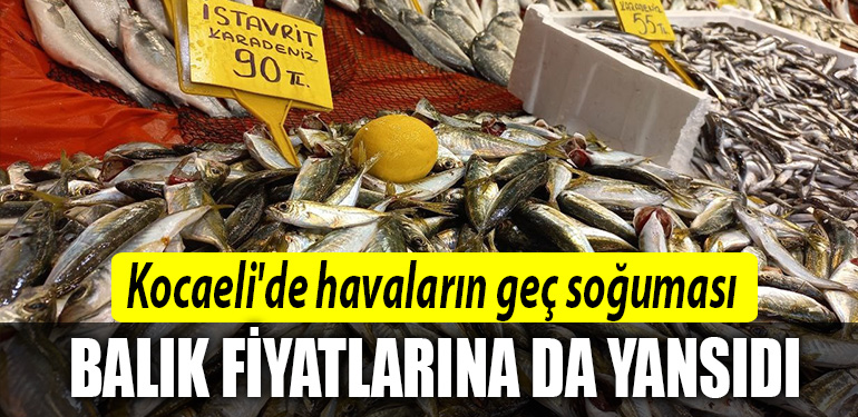 kocaeli balik fiyatlari