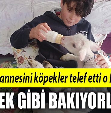kocaeli bebek