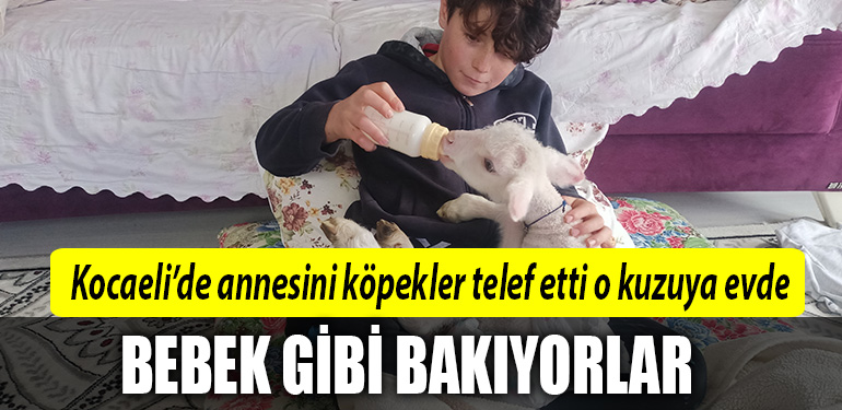 kocaeli bebek