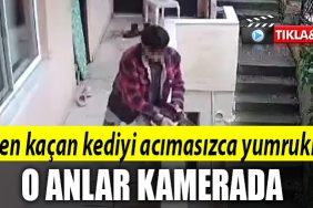kocaeli kedi