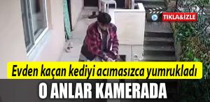 kocaeli kedi