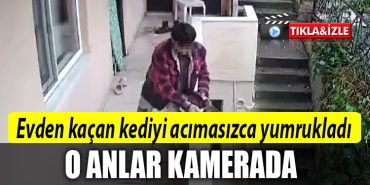 kocaeli kedi