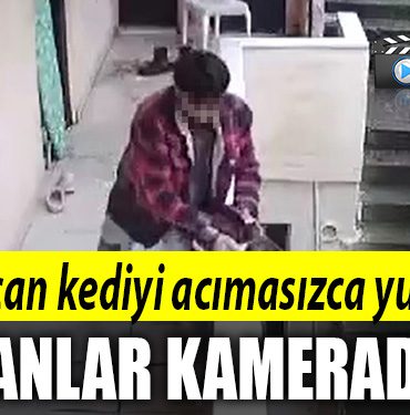 kocaeli kedi