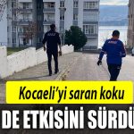 kocaeli koku