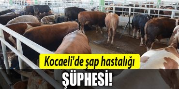 kocaeli sap hastaligi