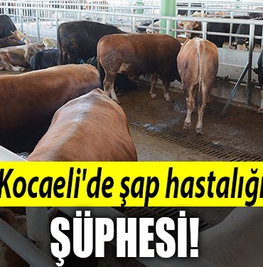 kocaeli sap hastaligi