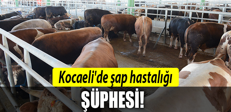 kocaeli sap hastaligi