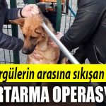 tel orgu