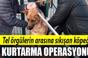 tel orgu