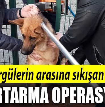 tel orgu