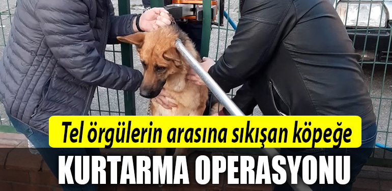 tel orgu