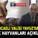 Kocaeli Valisi Yavuz'dan sokak hayvanları açıklaması
