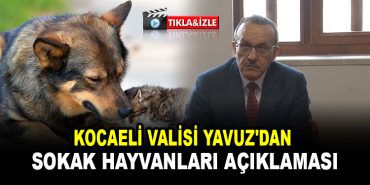 Kocaeli Valisi Yavuz'dan sokak hayvanları açıklaması