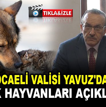 Kocaeli Valisi Yavuz'dan sokak hayvanları açıklaması