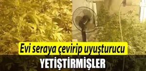 Kocaeli de evi seraya cevirip uyusturucu yetistirmisler 1