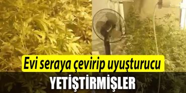Kocaeli de evi seraya cevirip uyusturucu yetistirmisler 1