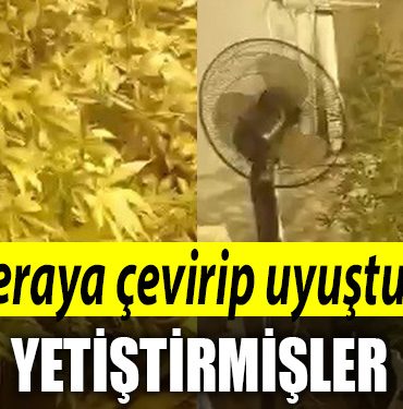 Kocaeli de evi seraya cevirip uyusturucu yetistirmisler 1