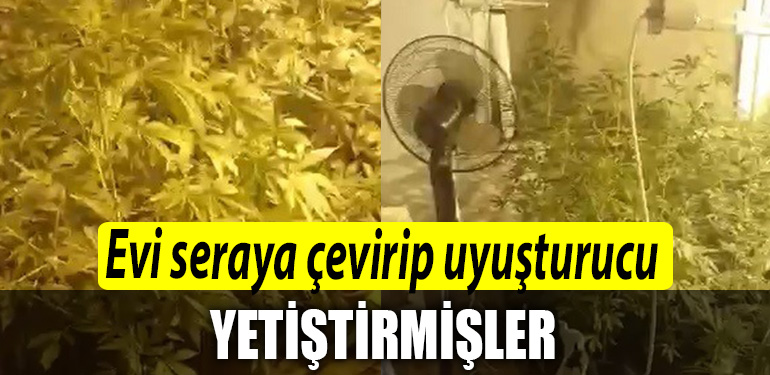 Kocaeli de evi seraya cevirip uyusturucu yetistirmisler 1