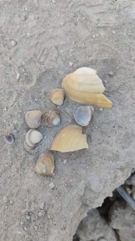 deniz kumu deprem 1