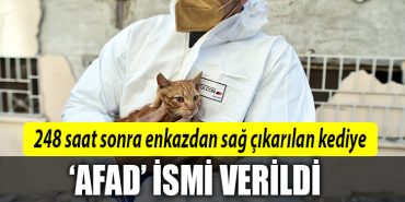enkaz kedi afad