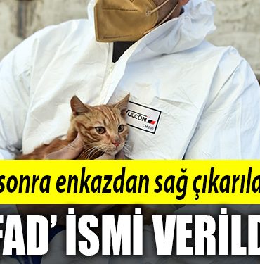 enkaz kedi afad
