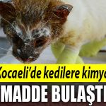 kocaeli kedi kimyasal