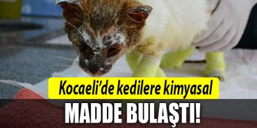 kocaeli kedi kimyasal