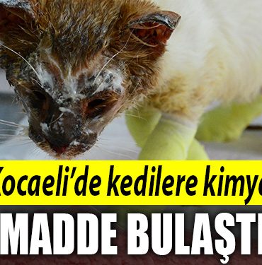 kocaeli kedi kimyasal