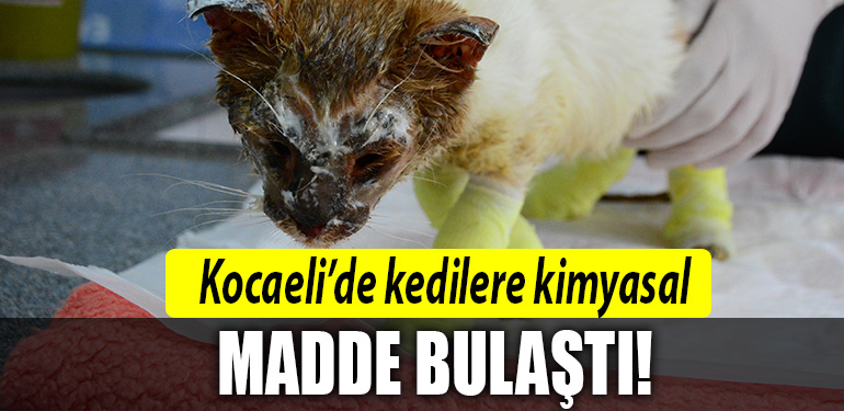 kocaeli kedi kimyasal