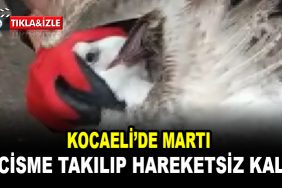 marti