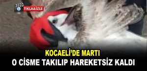 marti