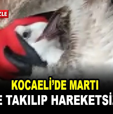 marti