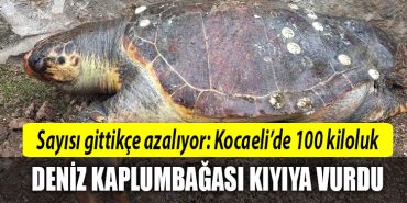kocaei deniz kaplumbagasi
