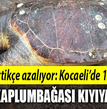kocaei deniz kaplumbagasi