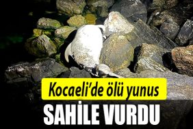kocaeli olu yunus