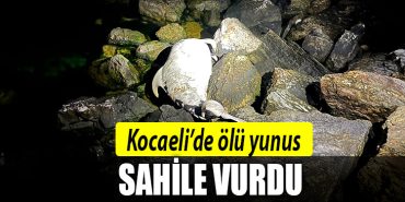 kocaeli olu yunus