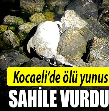 kocaeli olu yunus