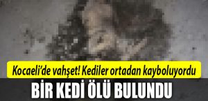 kocaeli vahset kedi