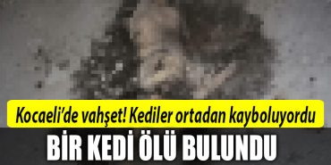 kocaeli vahset kedi