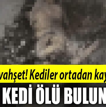 kocaeli vahset kedi