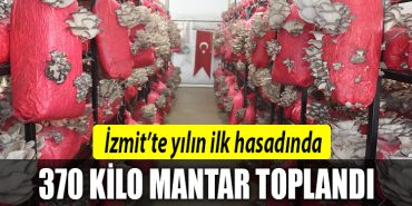 izmit belediyesi mantar