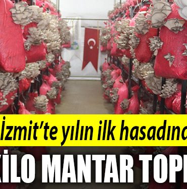 izmit belediyesi mantar