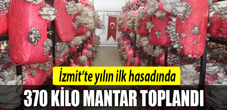 izmit belediyesi mantar