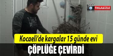 kocaeli kargalar