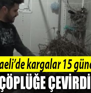 kocaeli kargalar