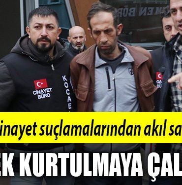palu ailesi
