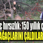 Kocaeli' de İlginç hırsızlık 150 yıllık çınar ağaçlarını çaldılar