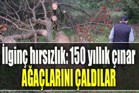 Kocaeli' de İlginç hırsızlık 150 yıllık çınar ağaçlarını çaldılar