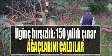 Kocaeli' de İlginç hırsızlık 150 yıllık çınar ağaçlarını çaldılar